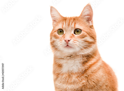 portrait of a beautiful ginger cat on an isolated white background