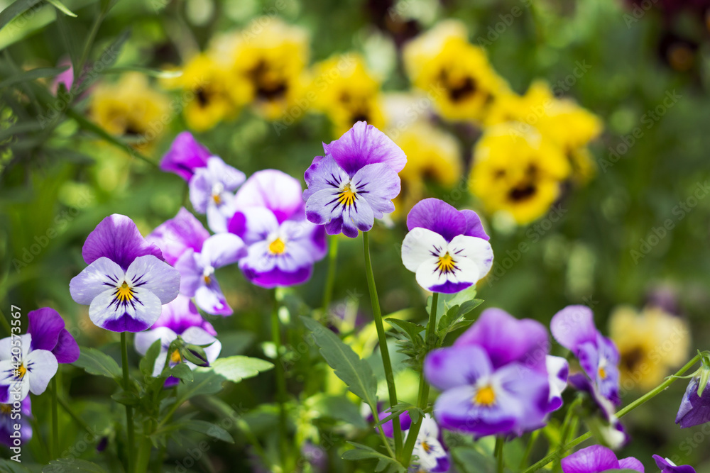 Blooming blue-lilac pansies against a background of yellow flowers in the garden. bright summer background Blooming blue-lilac pansies against a background of yellow flowers in the garden. bright summer background