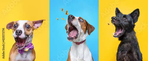Photography studio shot of three shelter dogs on an isolated background