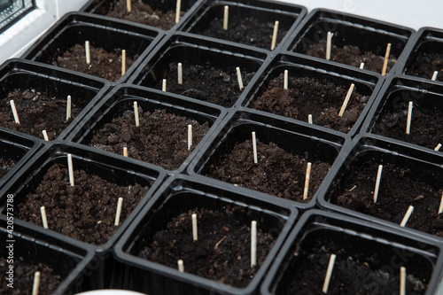 Germination of seeds in the ground in a germination tray in a plastic cup. Sticking matches in the ground from insects.