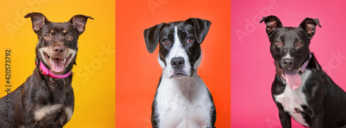 Photography studio shot of three shelter dogs on an isolated background