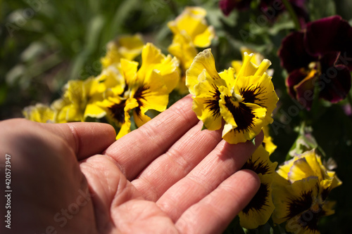 Woman holding a flower of large yellow pansies. Background, bright summer