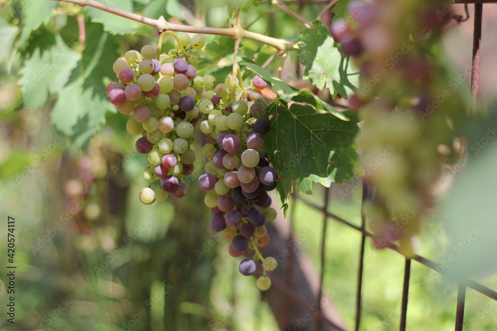 Young, ripening, colored, Tuscan grape, consisting of green and purple grapes on a blurred background of nature and surrounded by the rays of the sun 