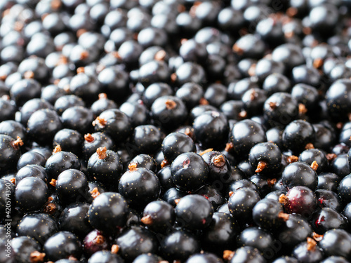 Blackcurrant berries