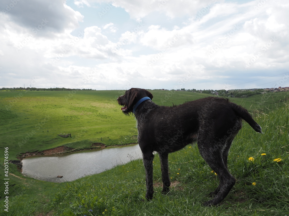 Hunting dog of the German breed , in nature. High quality Hunting dog of the German breed , in nature. High quality