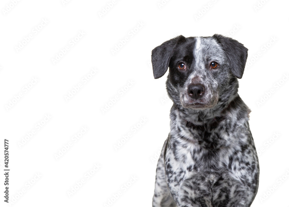 cute dog studio shot on an isolated background