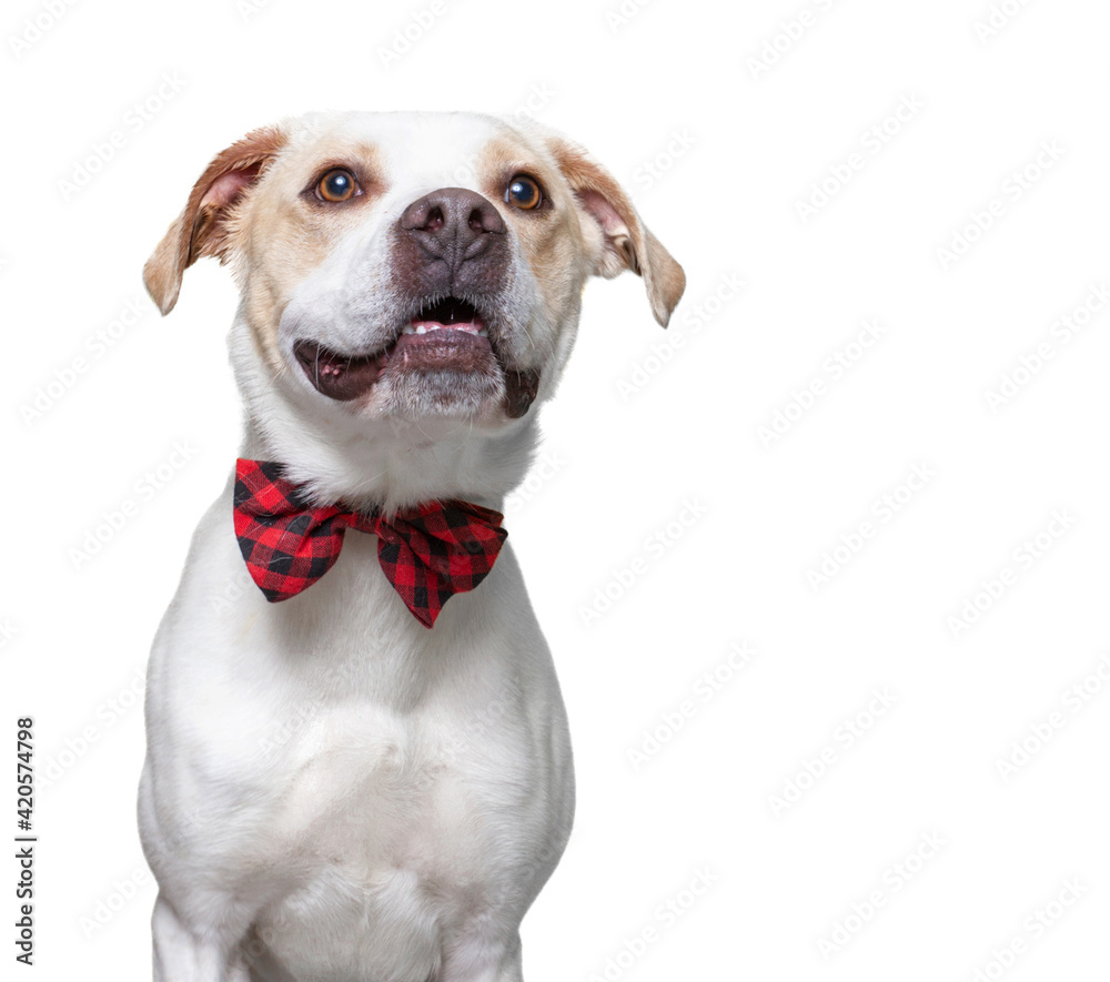 cute dog studio shot on an isolated white background