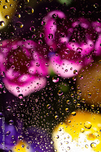 tulips behind glass covered with water drops, abstract, macro