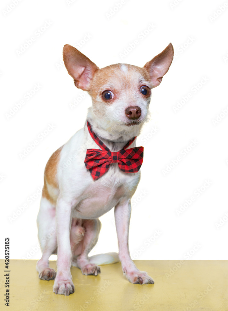 cute dog studio shot on an isolated white background
