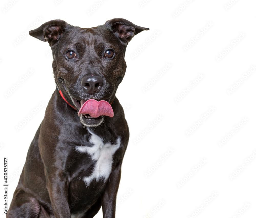 cute dog studio shot on an isolated white background