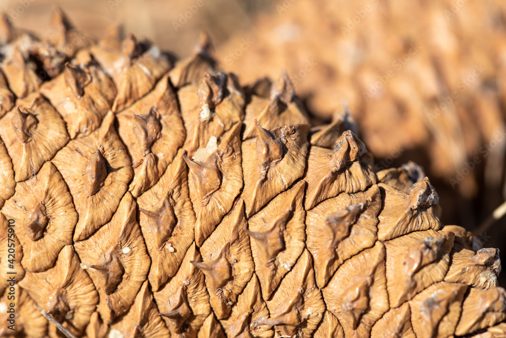 Naklejka premium close up of pine cone