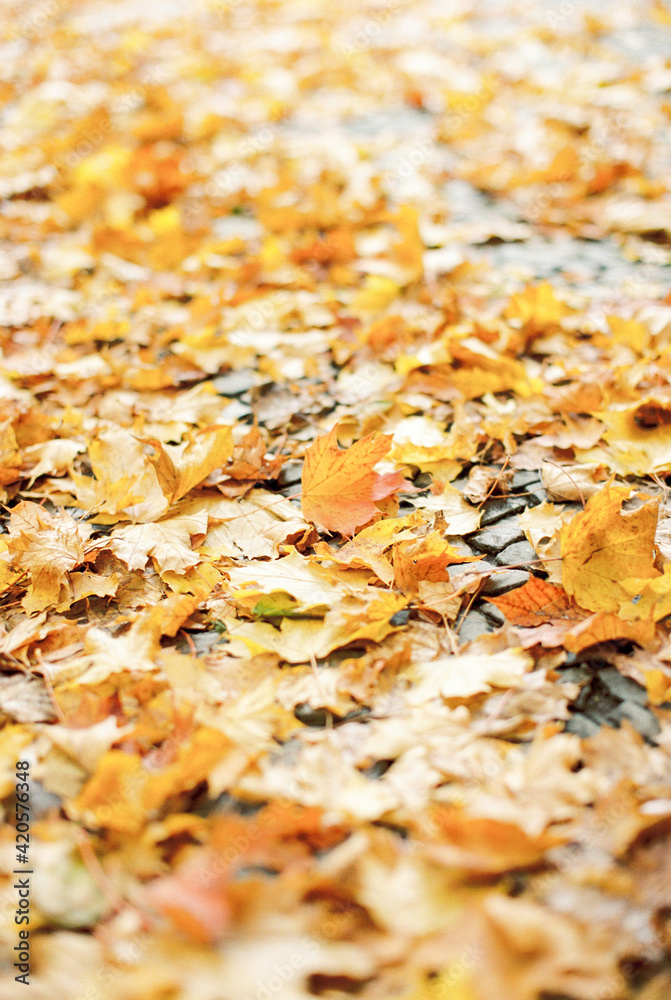 autumn leaves autumn leaves