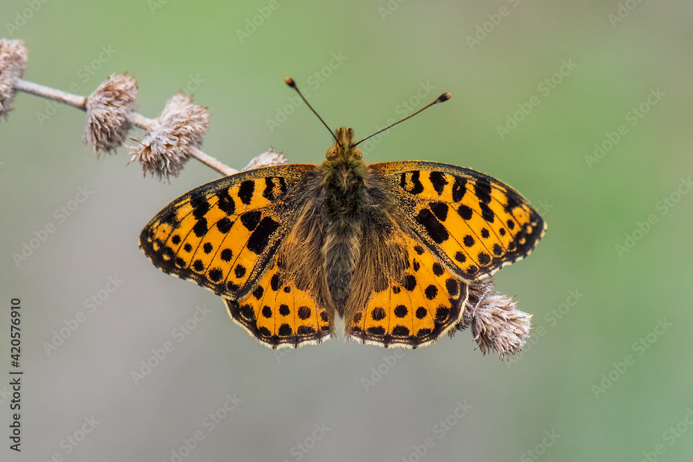 Nymphalidae / İspanyol Kraliçesi / / Issoria lathonia Nymphalidae / İspanyol Kraliçesi / / Issoria lathonia