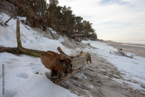 Old wooden log on the beach covered with snow by the Baltic Sea. Polish winter landscape. Selective focus.  photo