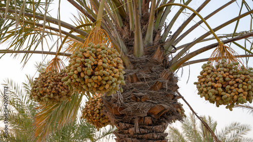Background image of date plantation in the middle east.
