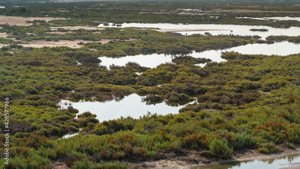 Purple Island full of Mangrove in Alkhor, Qatar. Thakira Purple Island full of Mangrove in Alkhor, Qatar. Thakira