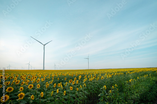 Windmill farm in a sunflowers field photo