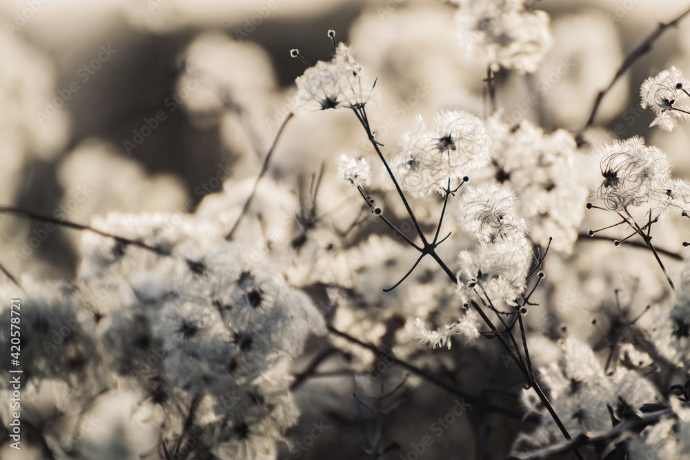 Dry winter stems and fluffy, creamy flowers of old's man joy- clematis vitalba. 