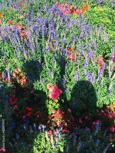 Shadow of a couple over colorful flowers photo