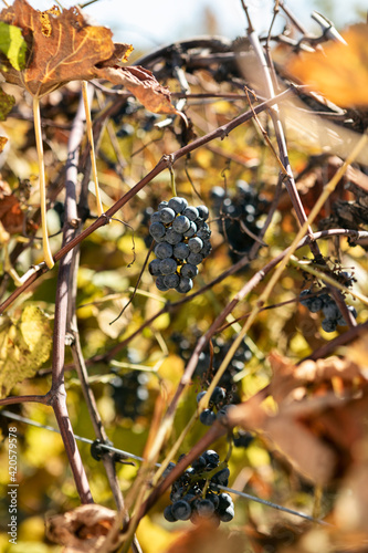 Bunch Of Norton Grapes Hanging On Vine photo