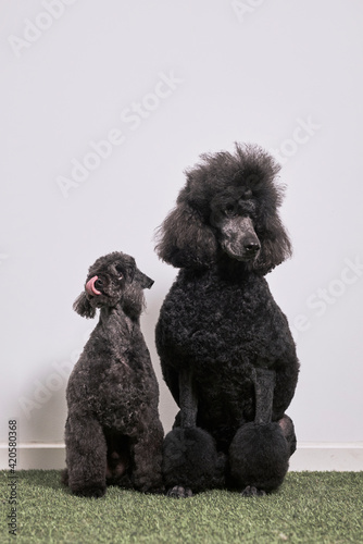 Standar Poodle and Bedlington Poodle photo