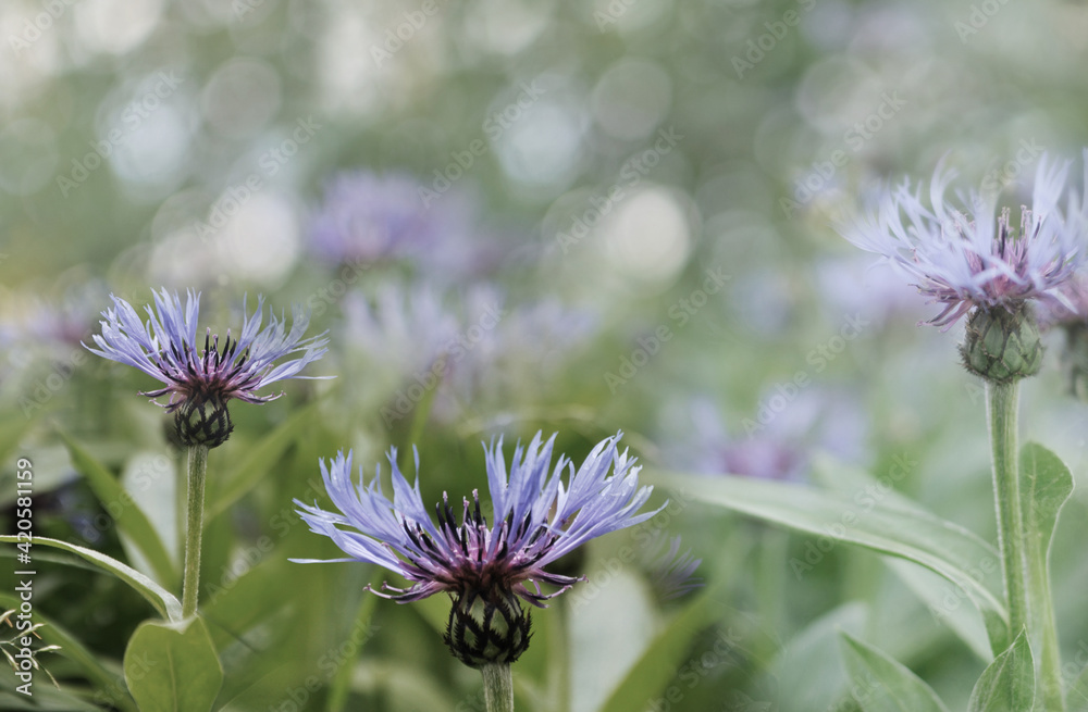 blue flowers of cornflower on green grass background blue flowers of cornflower on green grass background
