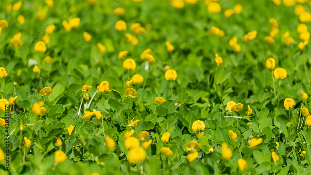 Peaceful view of beautiful field of adorable yellow flowers
