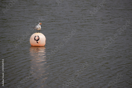 A royal tern coastal bird standing on a floating faded orange marker buoy in the middle of a pond near a swamp. photo