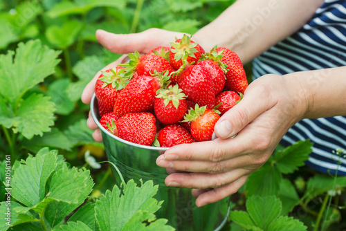 Womans hands are holding a bucket with freshly picked strawberries. Ripe organic strawberries. Harvest concept