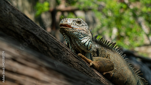 Iguana resting on a tree branch with blurry leaves as background