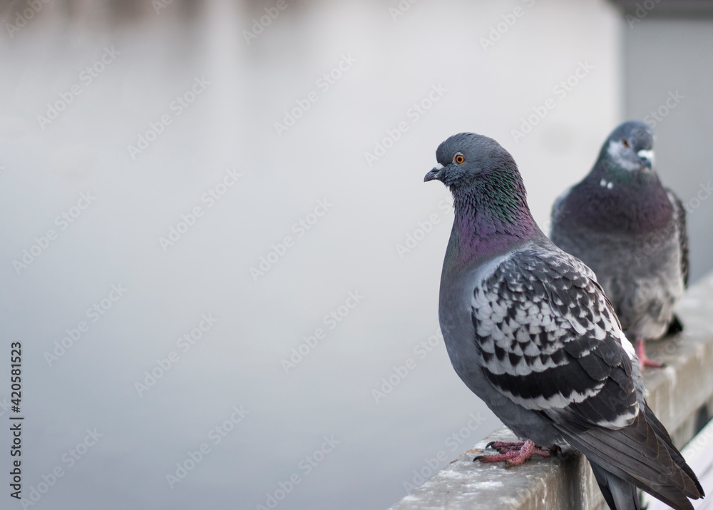 Obraz premium pigeons on the embankment. the pigeons pounced on the food