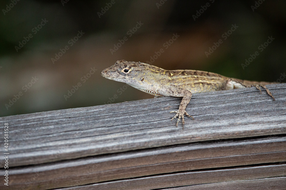 A close look at an brown anole and its chest and arm scales. A close look at an brown anole and its chest and arm scales.