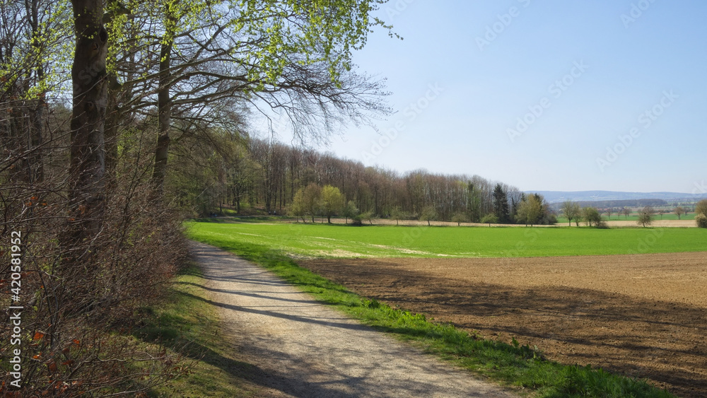 Fototapeta premium Frühling am Benther Berg - Niedersachsen, Deutschland, Europa