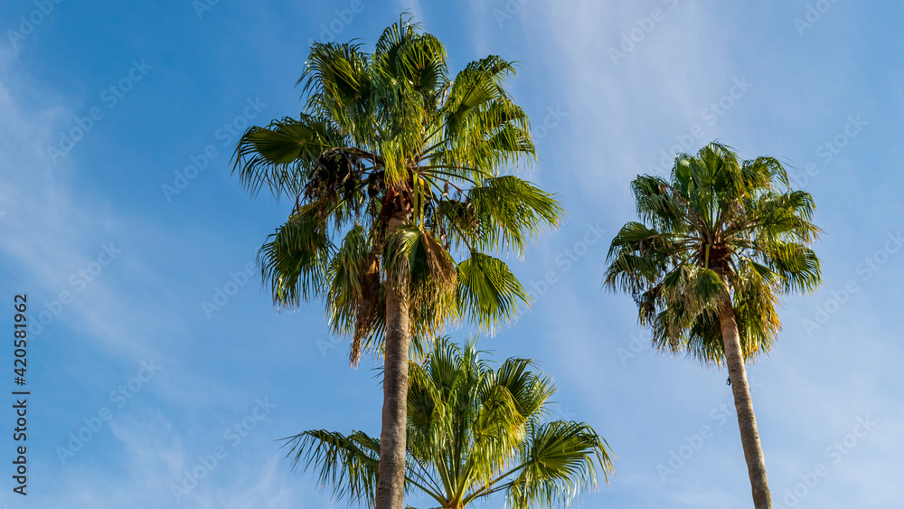Tres palmeras bajo un cielo azul