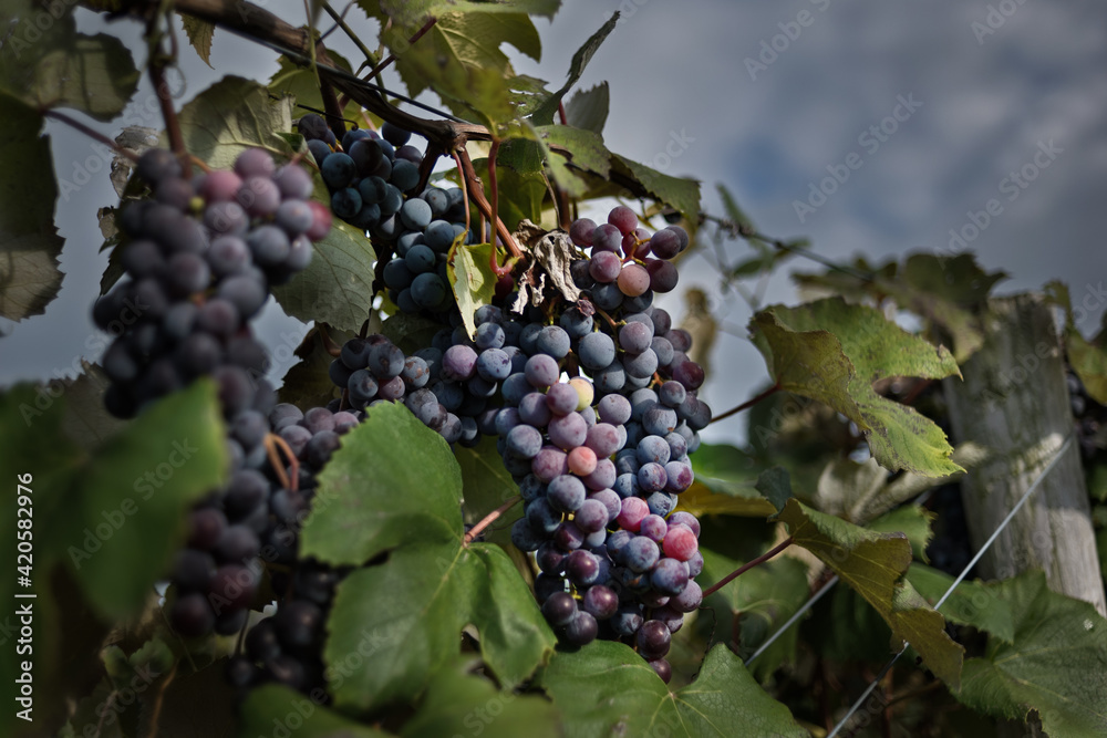 Dramatic lighting depicting red grapes in vineyard.