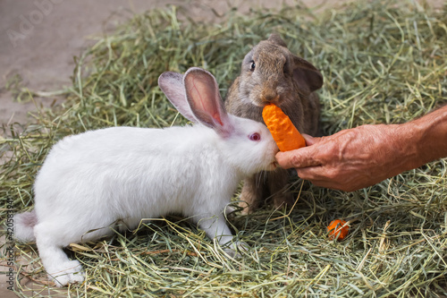 Two cute rabbits sit in the hay and eat carrot. A man feeds domestic rabbits with carrots. The hare (rabbit)is a symbol of the Easter holiday.