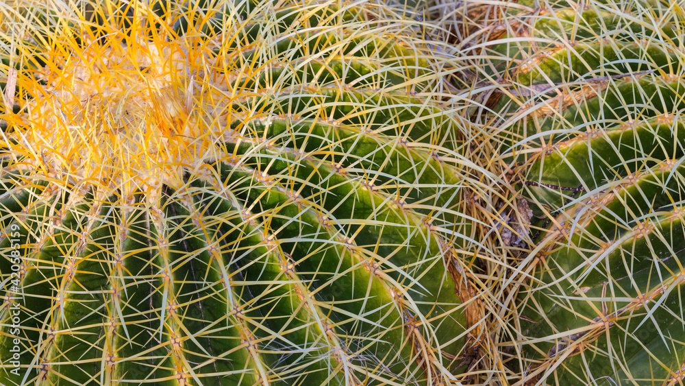 USA, New Mexico, Bosque del Apache National Wildlife Refuge. Detail of golden barrel cactus. USA, New Mexico, Bosque del Apache National Wildlife Refuge. Detail of golden barrel cactus.