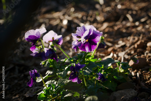 Violet and purple horn pansy (Viola cornuta) lit by a ray of sunlight under an oak tree