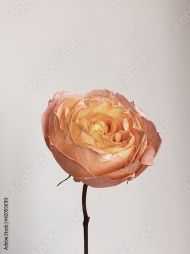 Paslet rose flower bud
