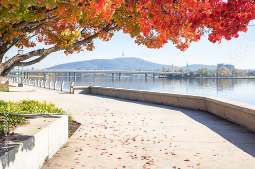 Autumn trees next to Lake Burley Griffen. Canberra Australia