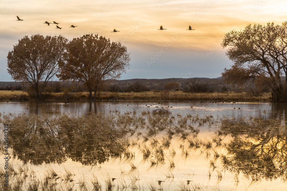 USA, New Mexico, Bosque del Apache National Wildlife Refuge. Sandhill cranes flying at sunset.