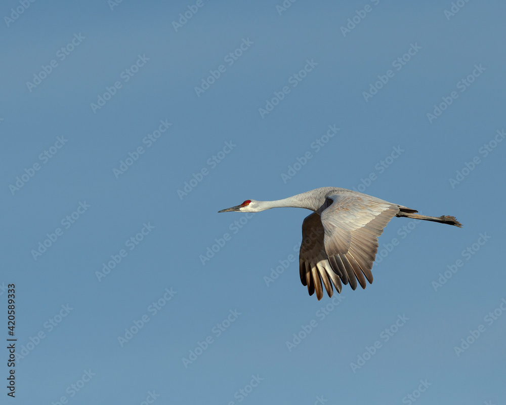 Sandhill crane flying, Bosque del Apache National Wildlife Refuge, New Mexico. Sandhill crane flying, Bosque del Apache National Wildlife Refuge, New Mexico.