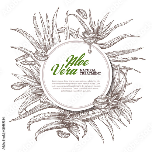 Aloe vera circle frame. Hand drawn vector background with slices and leaves of home herbal medicine flowers and plants. Sketch design template of label with barbadensis, cactus with oil drop for care