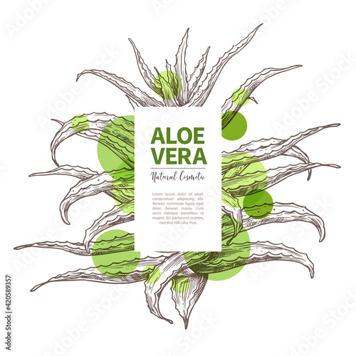 Aloe vera sketch design template of label. Hand drawn vector background with home herbal medicine flower and plant. Botanical illustration