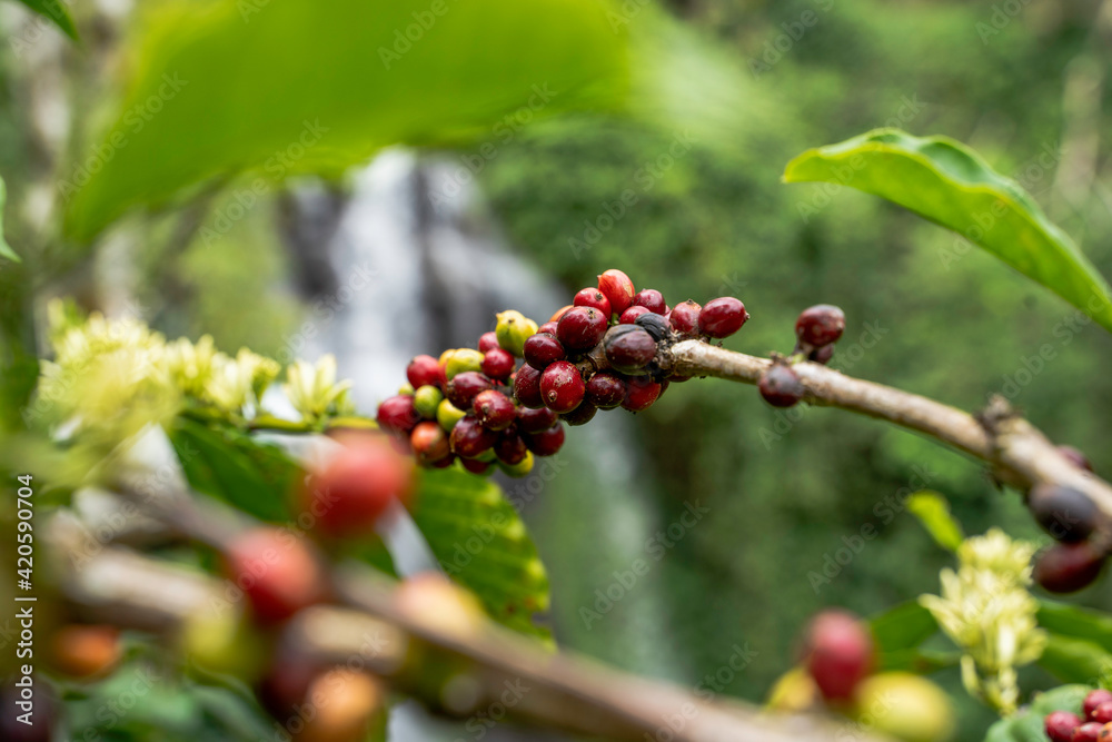 Ripe coffee beans on a tree in the nature Ripe coffee beans on a tree in the nature
