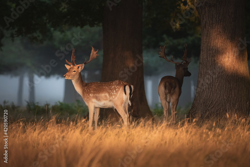 Φωτογραφία Golden light wildlife portrait of a pair of male spotted fallow deer stags (dama dama) in an atmospheric English countryside forest