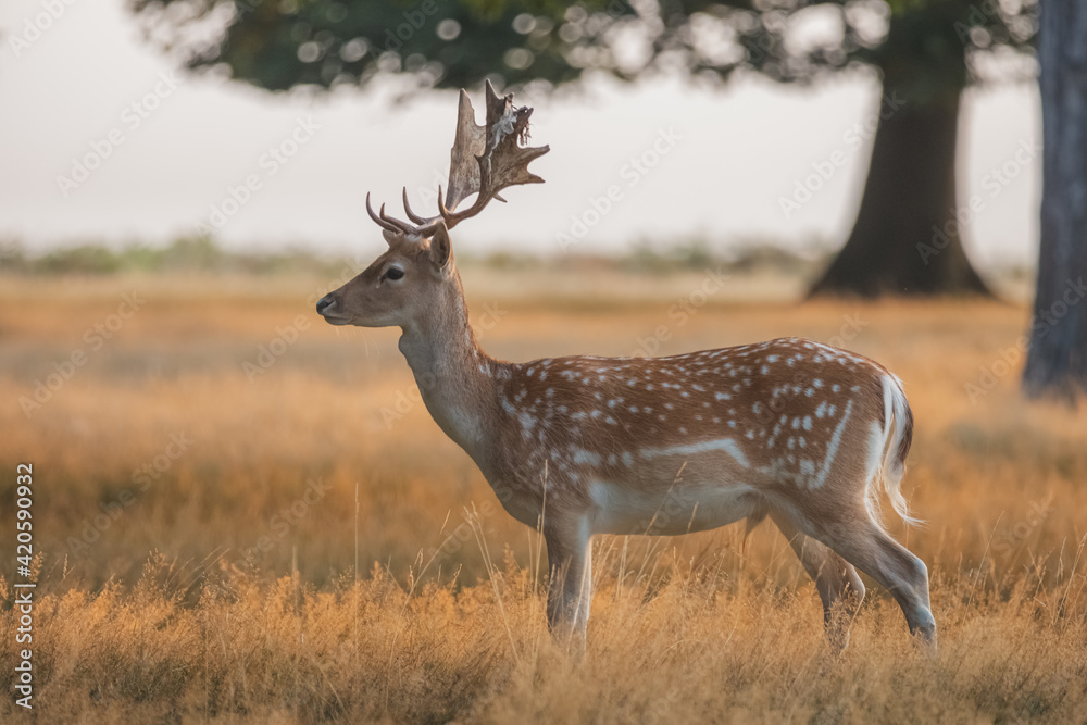 Fototapeta premium Golden light wildlife portrait of a male spotted fallow deer stag (dama dama) in a misty, foggy and atmospheric English countryside landscape.