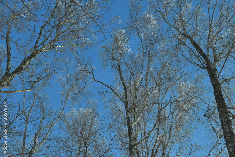 frost on the branches of birch trees illuminated by the sun frost on the branches of birch trees illuminated by the sun