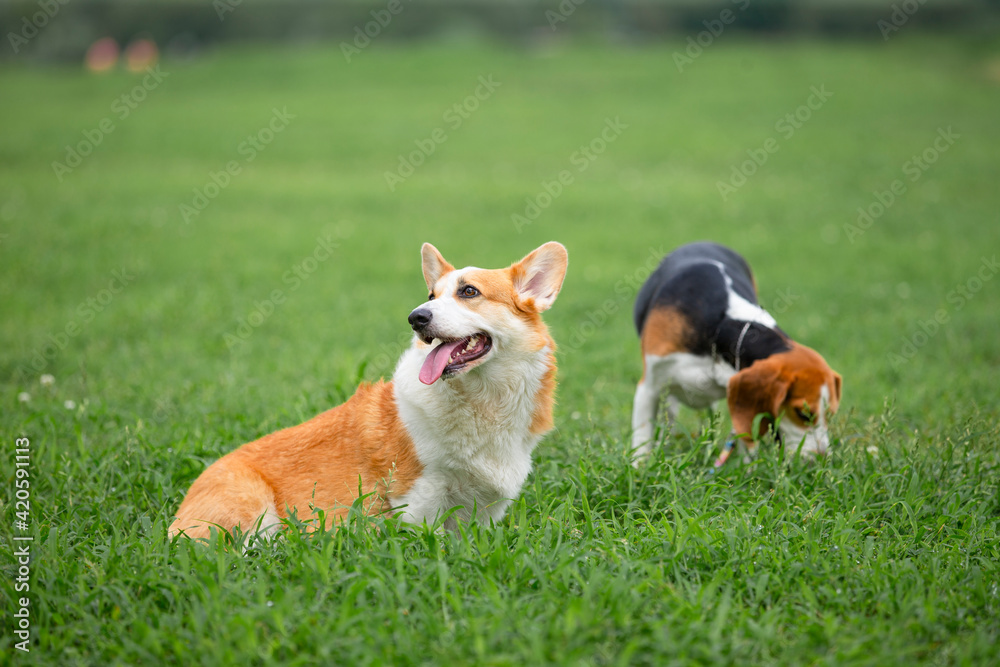 lovely dog on the summer lawn lovely dog on the summer lawn
