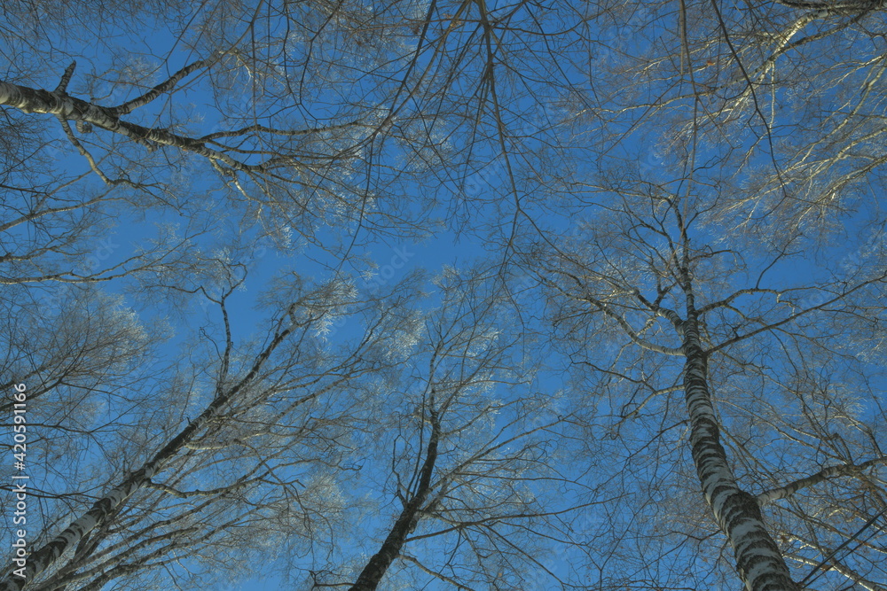 Fototapeta premium frost on the branches of birch trees illuminated by the sun